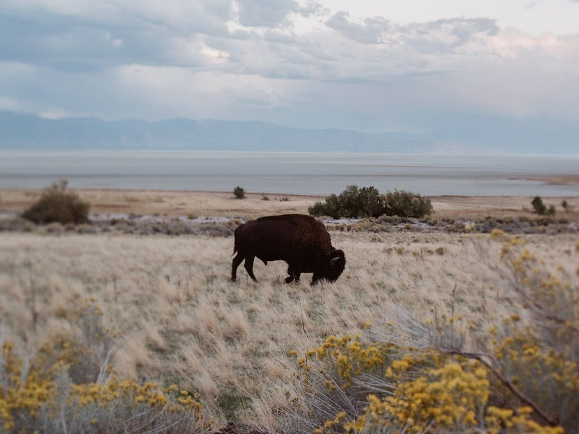 Bison In The Field