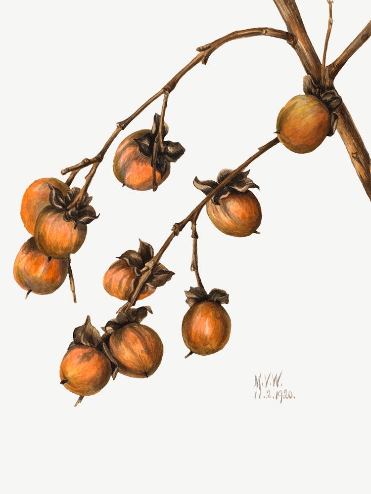 Vintage Botanical Mary Vaux Walcott _2732417