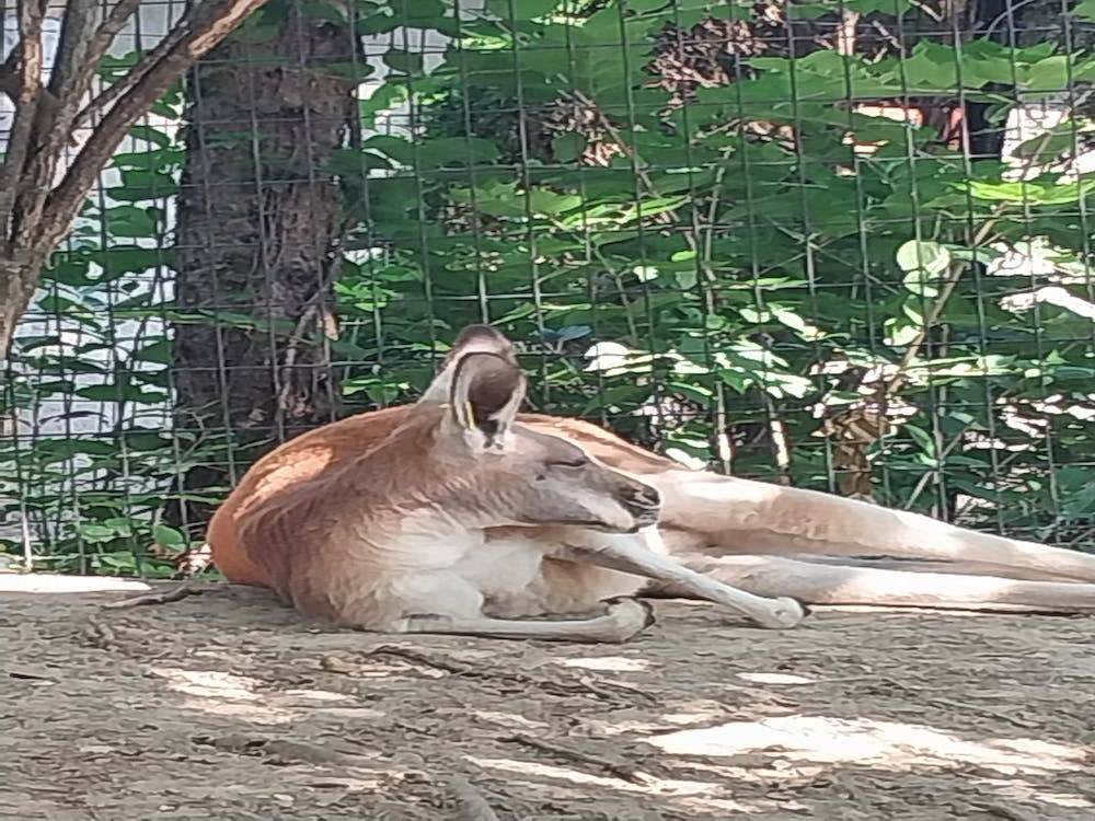 Lazy roo