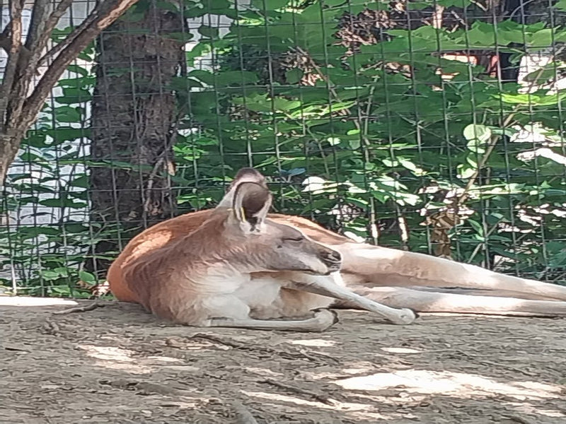 Faules Känguru