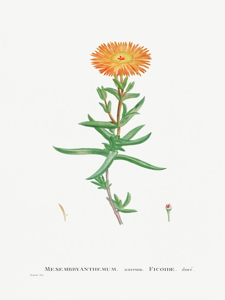 Mesembryanthemum Aureum, Pierre Joseph Redoute