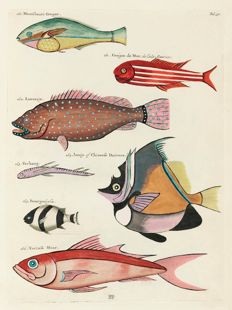 Colourful And Surreal Illustrations Of Fishes Found In Moluccas (Indonesia) And The East Indies, Louis Renard(49)