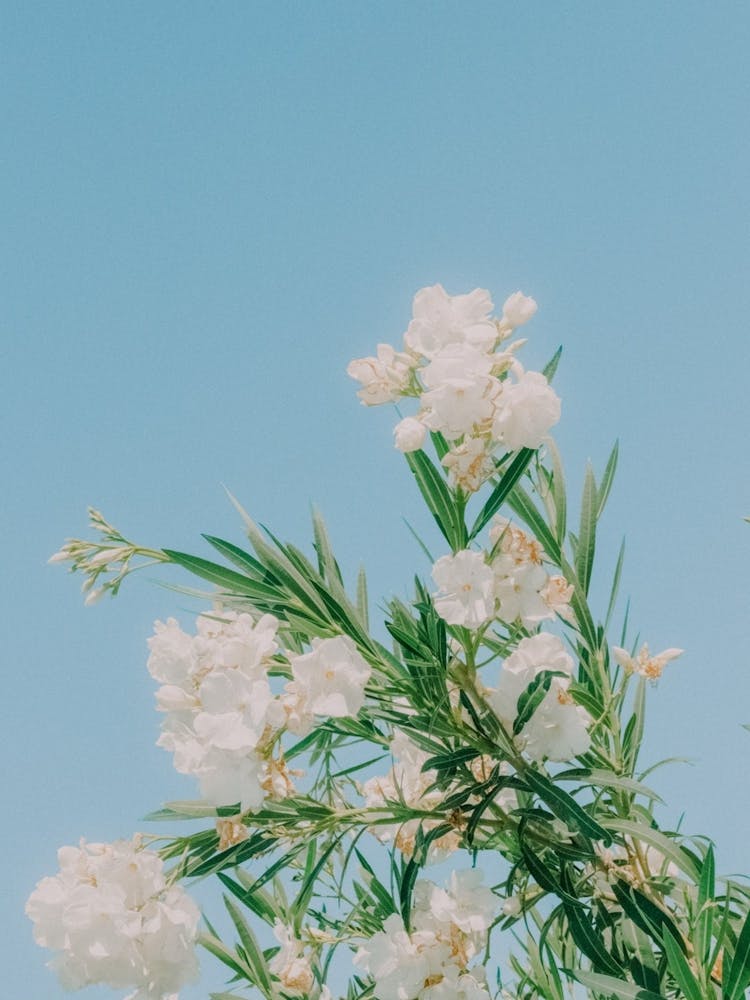 White Flowers Against A Blue Sky