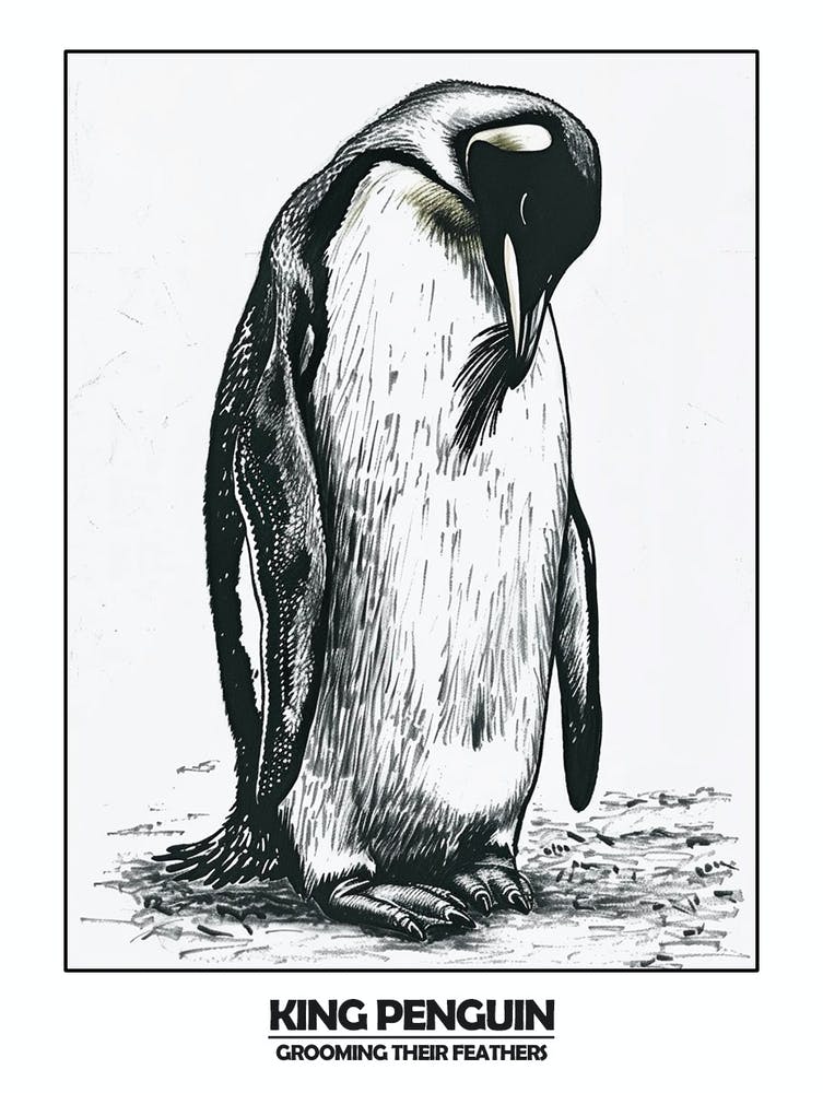Penguin Grooming Their Feathers Poster 3