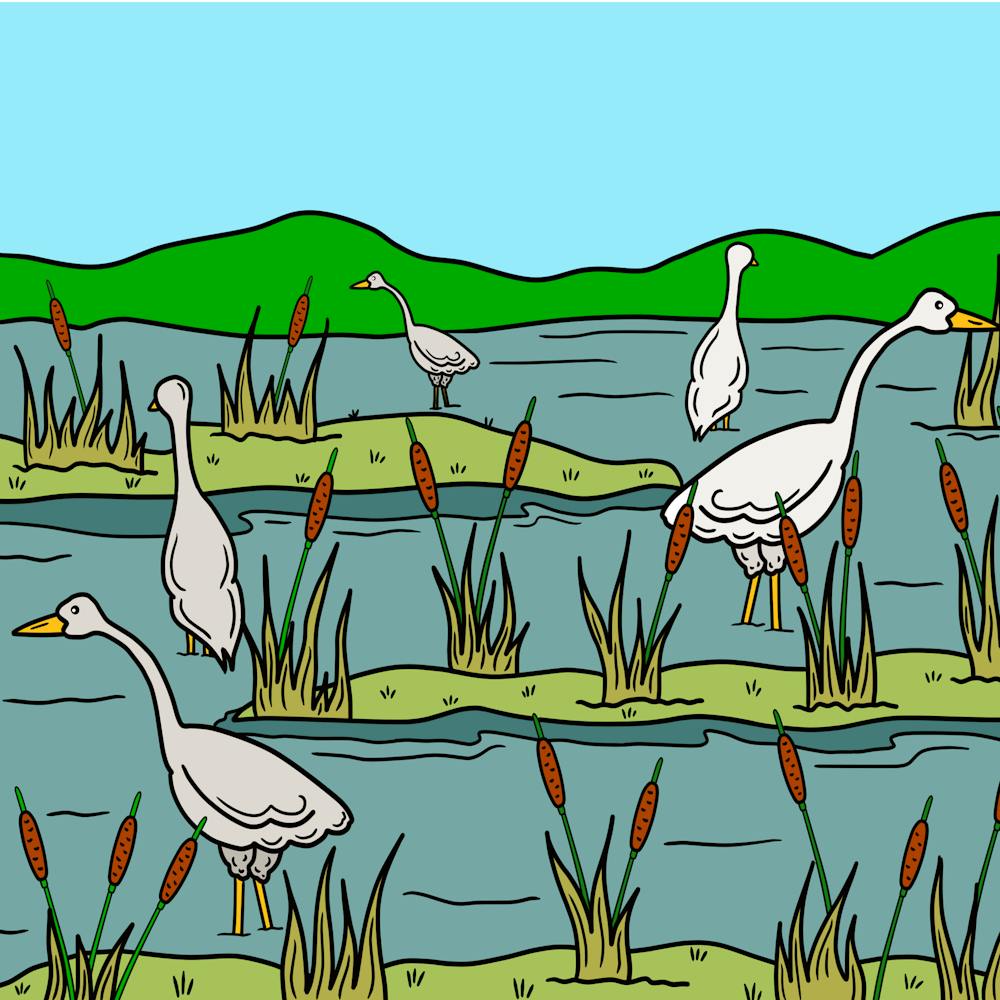Marshlands Landscape Birds Nature Reeds Wetlands Ecosystem