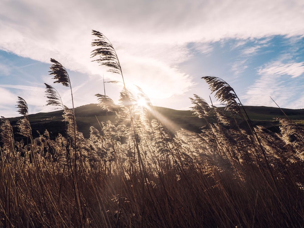 Sunrise Over Reeds
