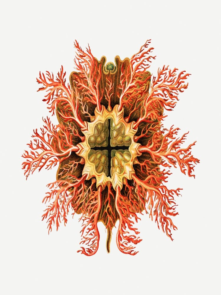 Coral Flower
