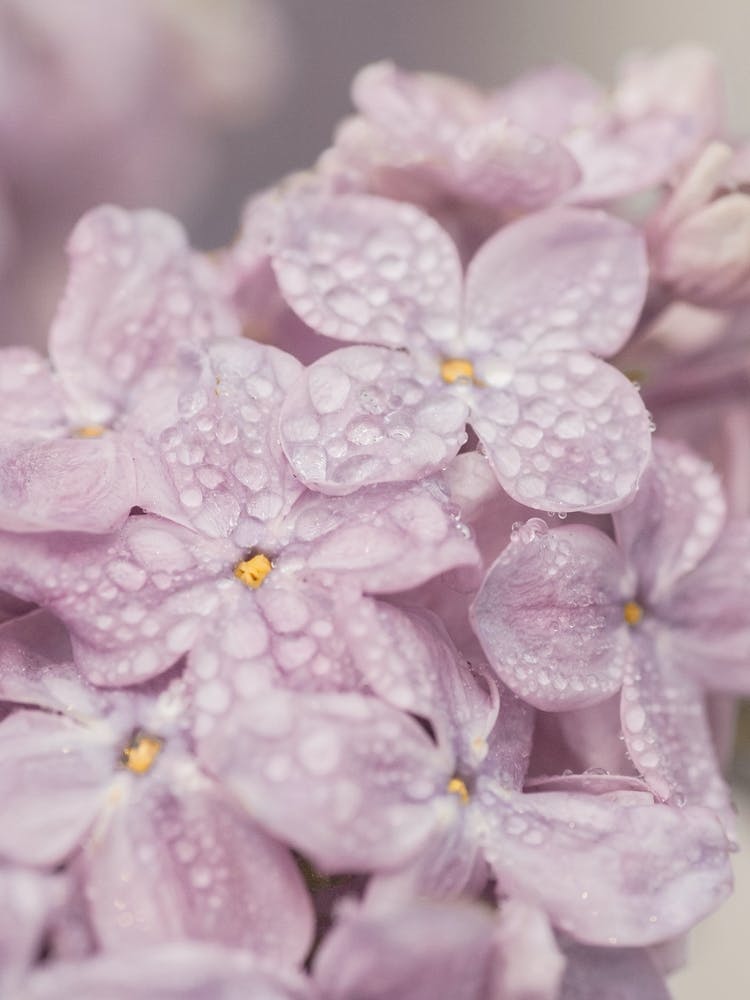 Lilac Love - Soft Purple-y Pastel-y-So Lovely Flowers