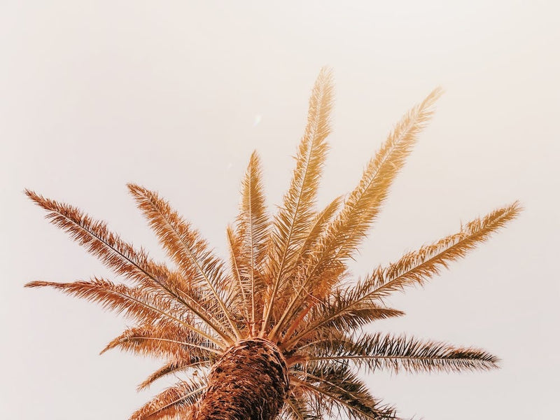 Pink Palm Tree