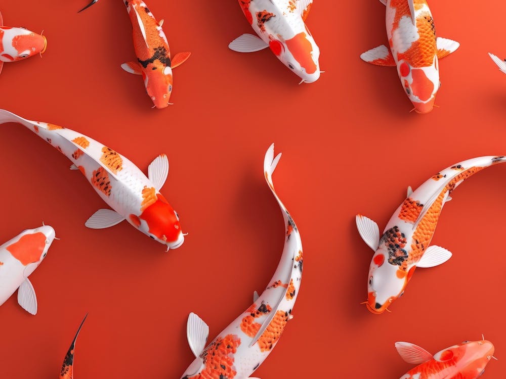 Koi Fish 8
