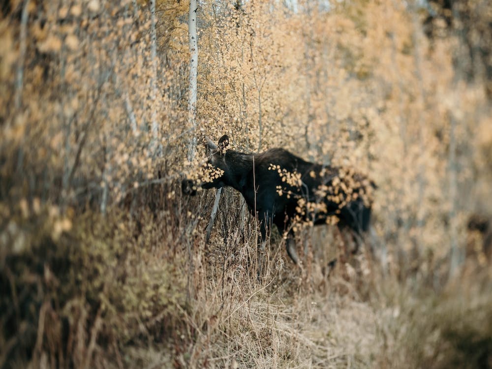 Hiddenmoose