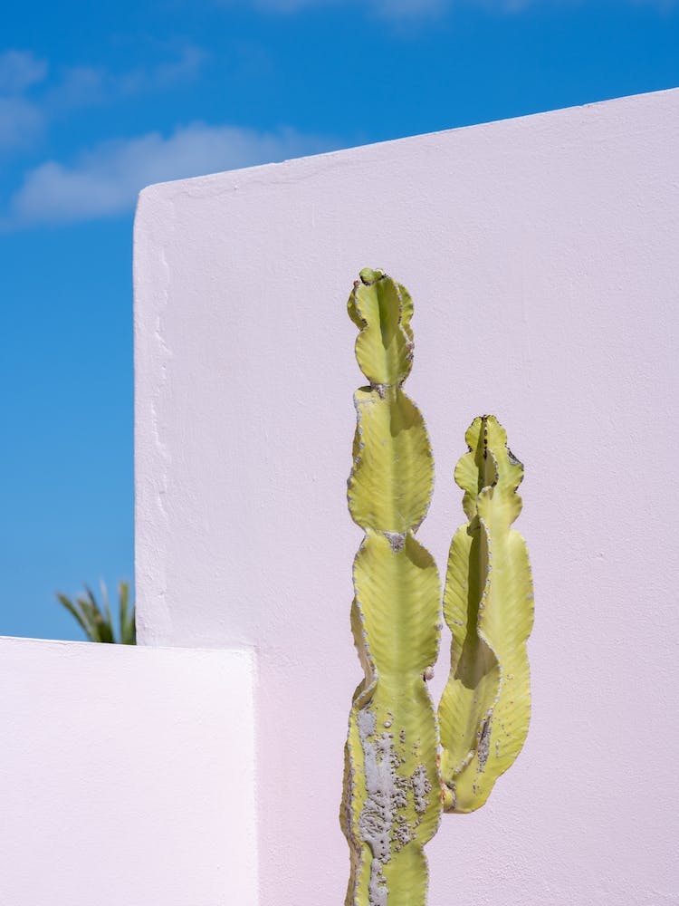 Cactus Pink Wall