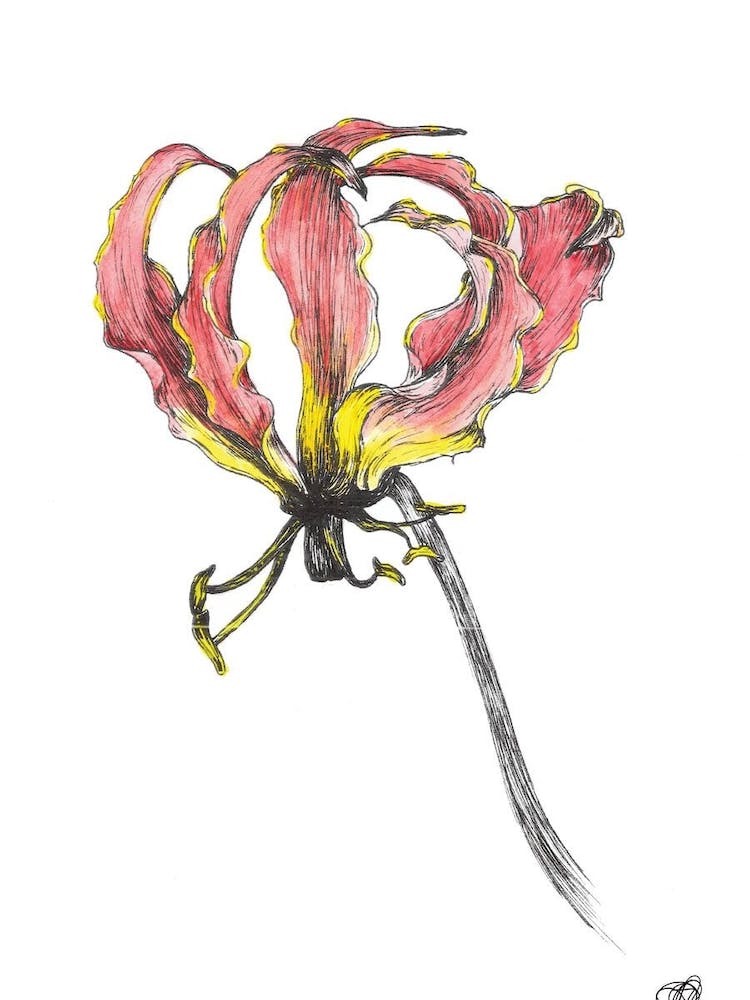 Watercolour Flame Lilly 2
