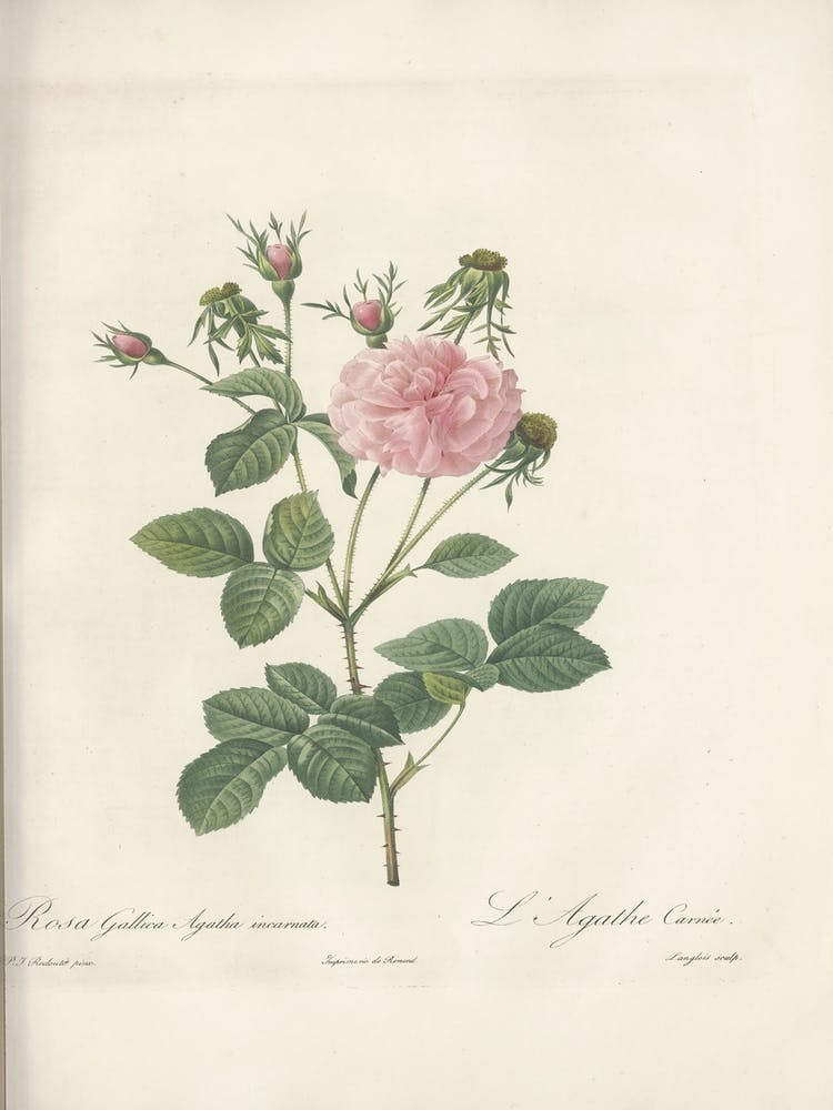 Rose Illustration, Pierre Joseph Redoute, Pierre Joseph Redoute(139)