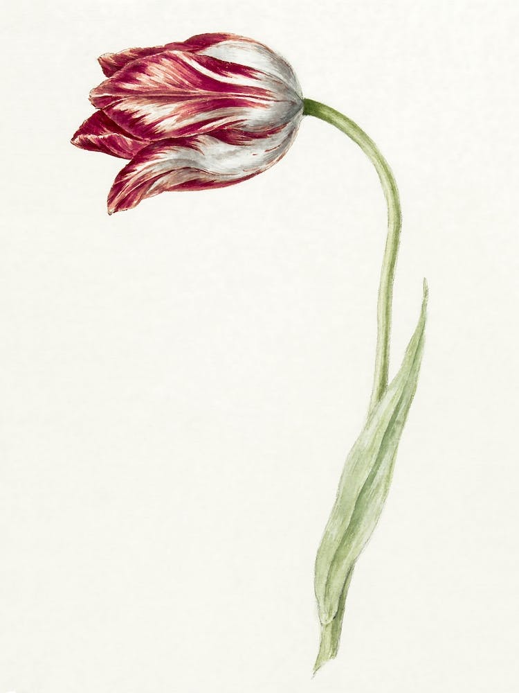 Pink Tulip, Jean Bernard
