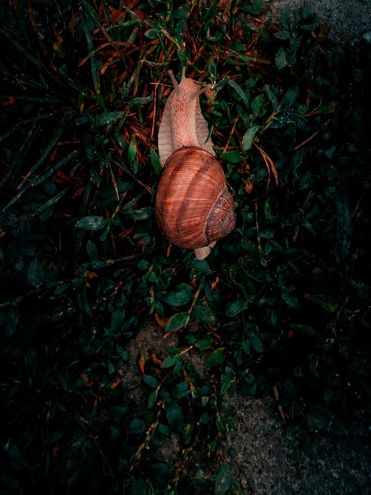 Escargot Dans l'Herbe Verte