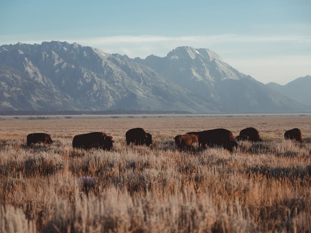 Wyoming Bison Herd