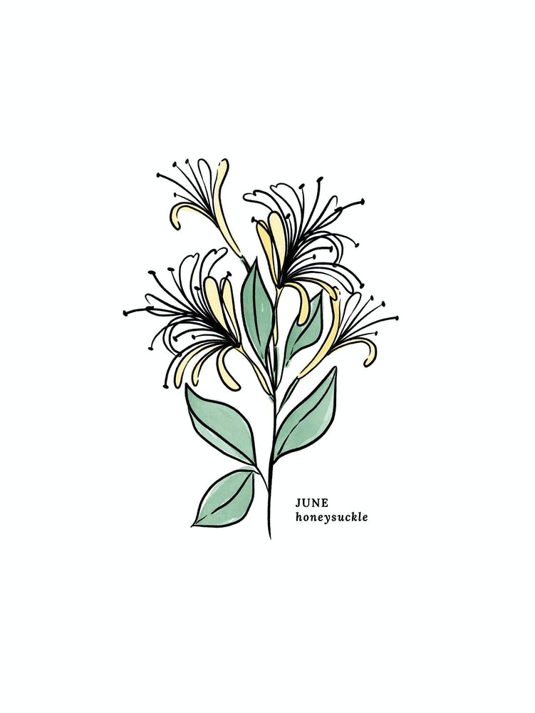 June Honeysuckle Birth Flower