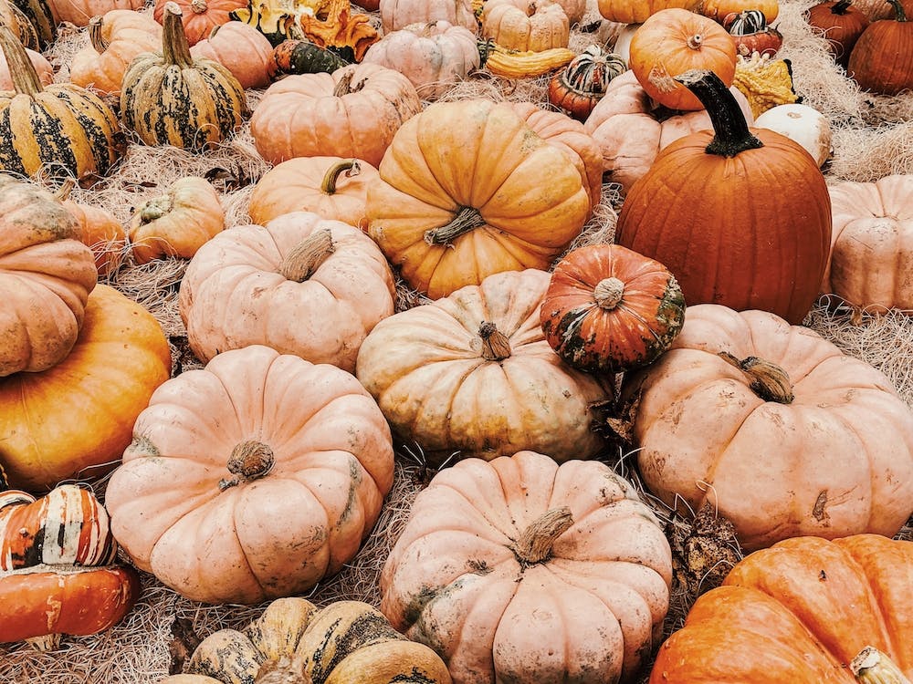 Ferme de citrouilles
