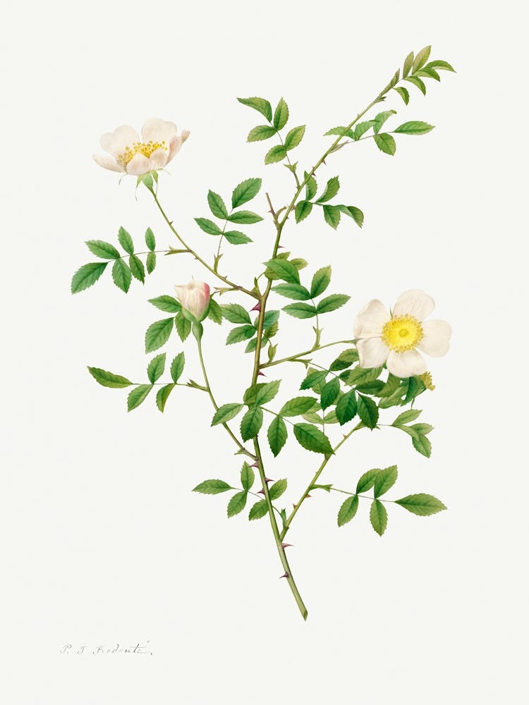 Brier Bush Rose Or Dog Rose, Pierre Joseph Redoute