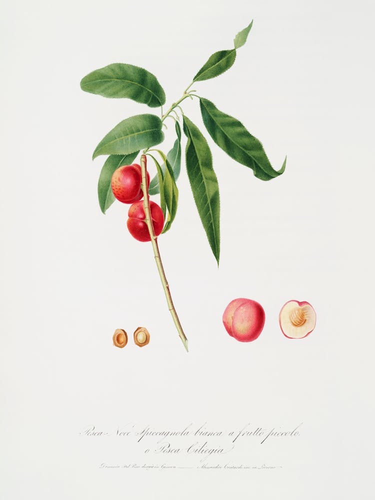 Apricot (Pesca Ciliegia) From Pomona Italiana (1817 - 1839), Giorgio Gallesio