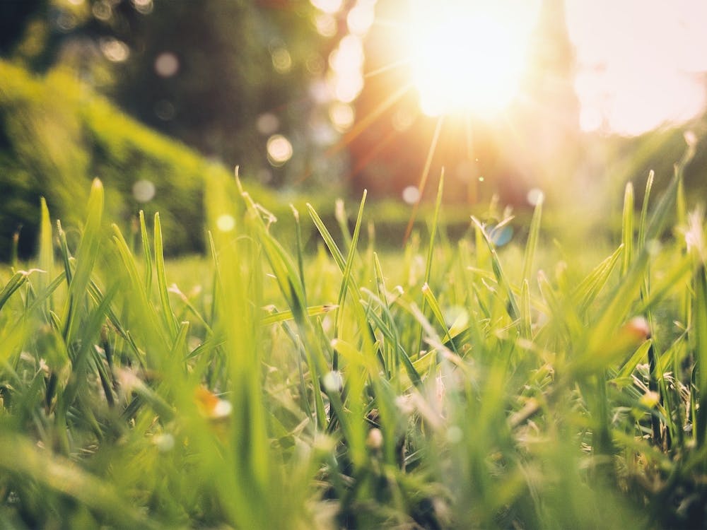 Morning Dew On Grass