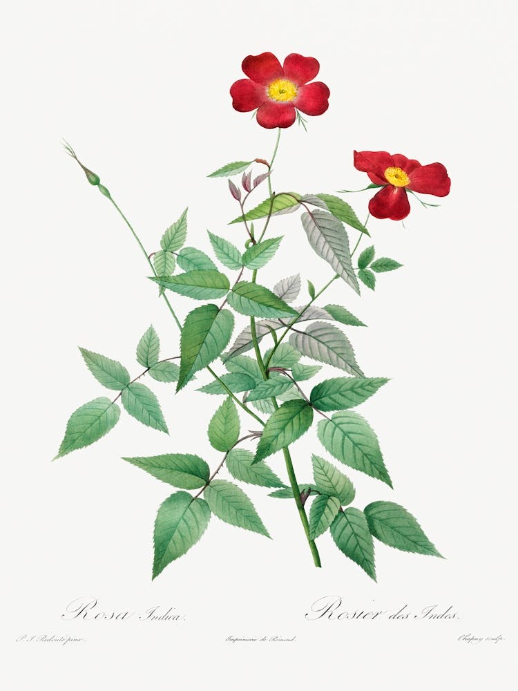 Rosa Indica, Pierre Joseph Redoute 1