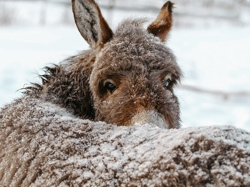 Snowy Donkey