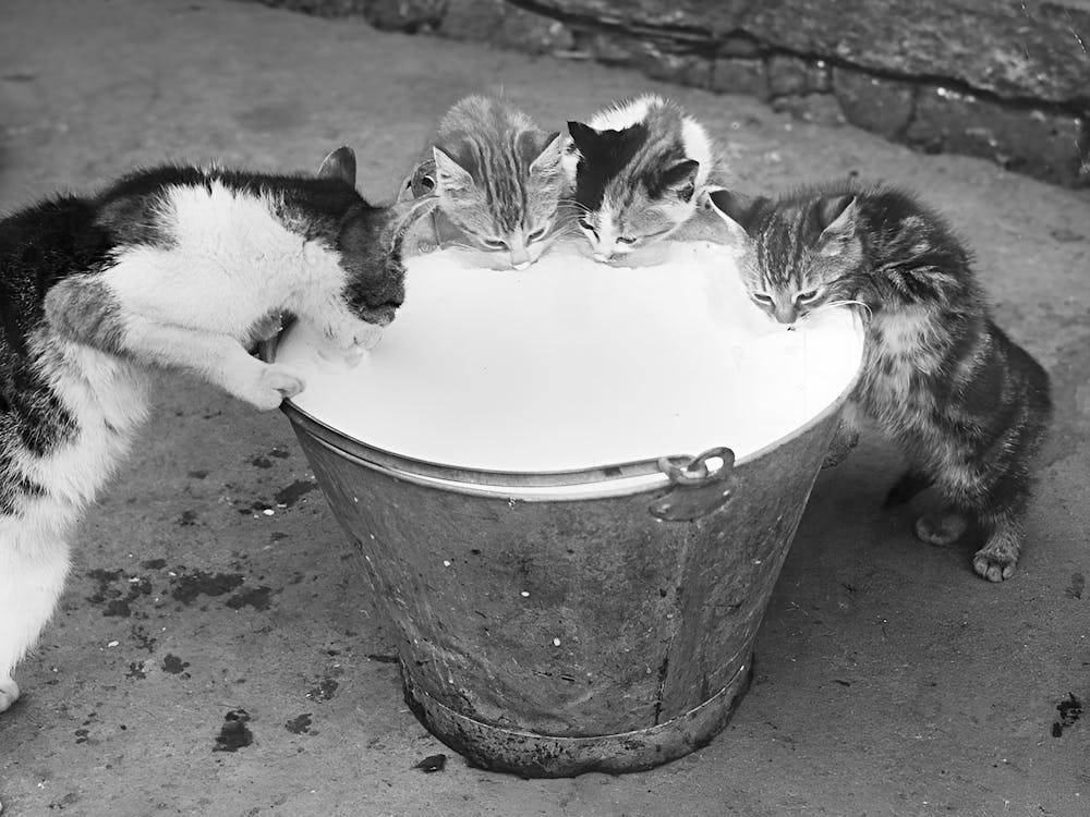 Cats Drinking Milk Vintage Black and White Photo