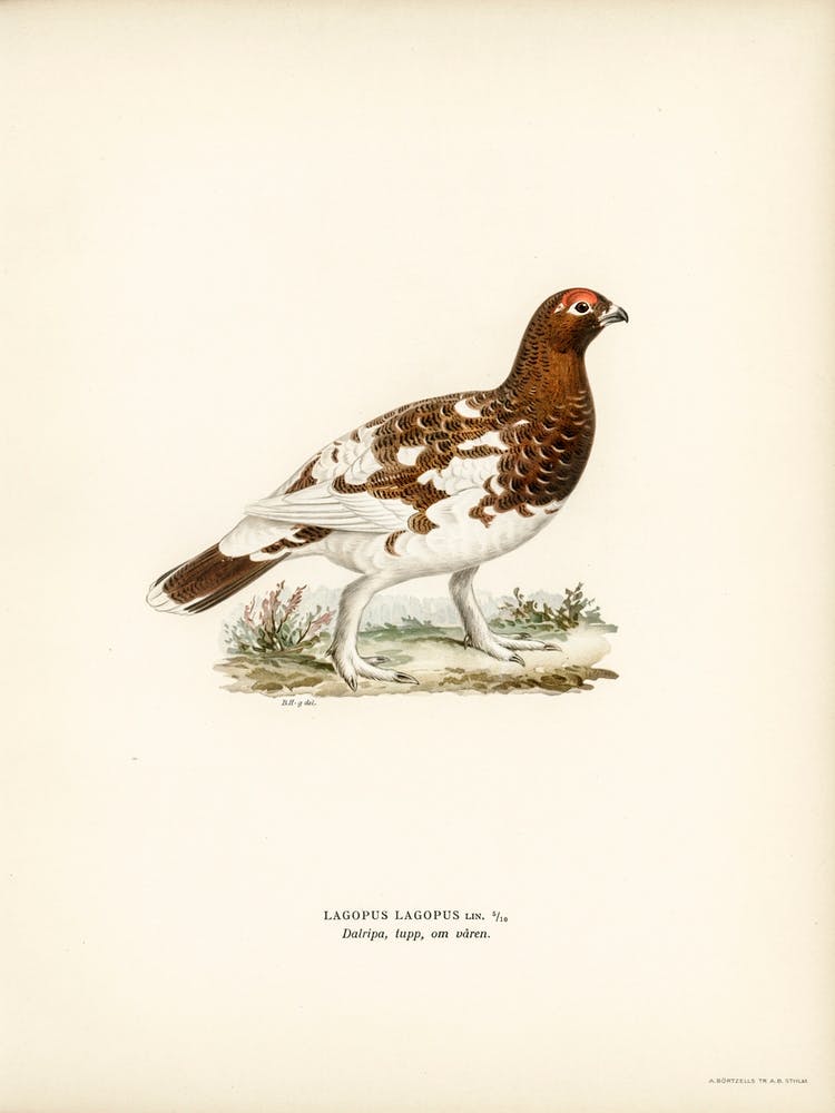 Willow Ptarmigan, The Von Wright Brothers 1