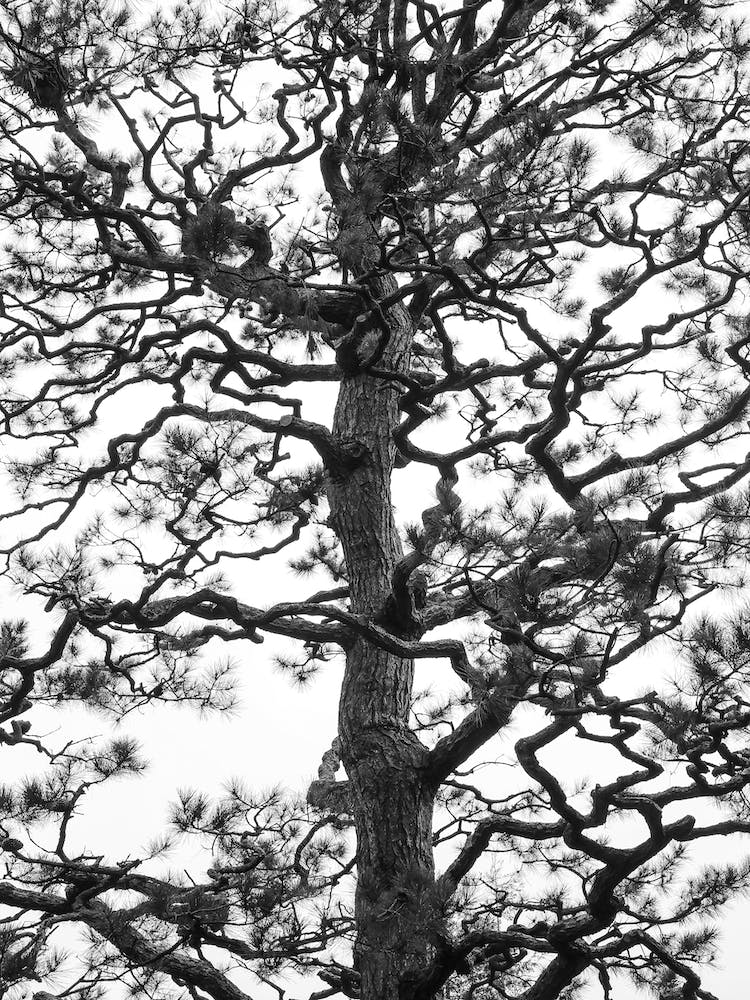 Japanese Garden 03
