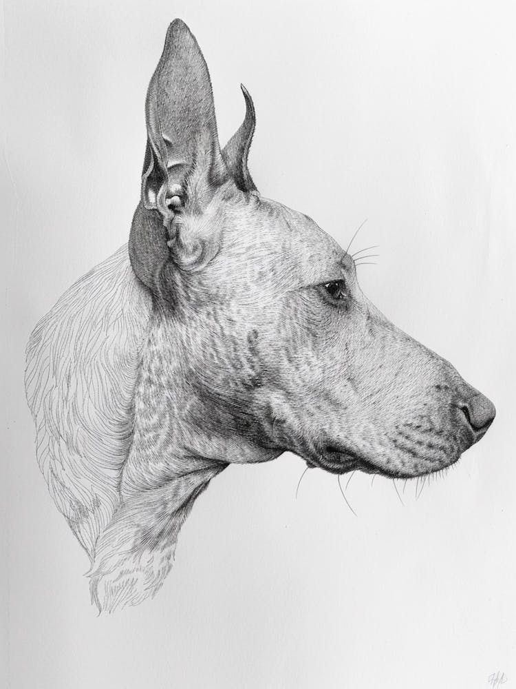 Bull Terrier Dog Line Sketch 2