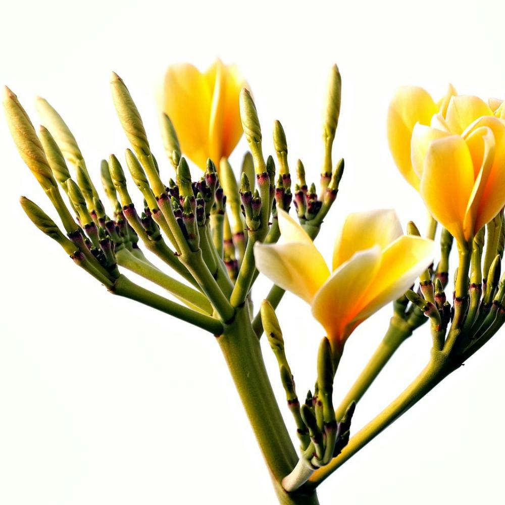 Yellow Flowers On A Stem