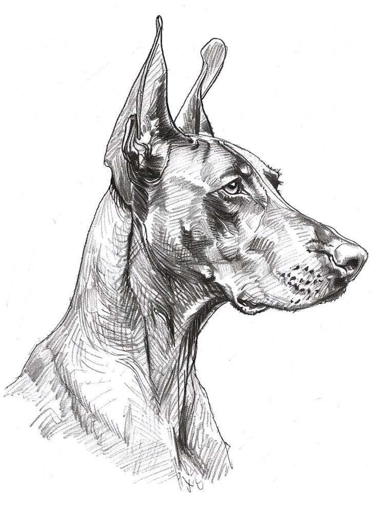 Doberman Dog Line Sketch