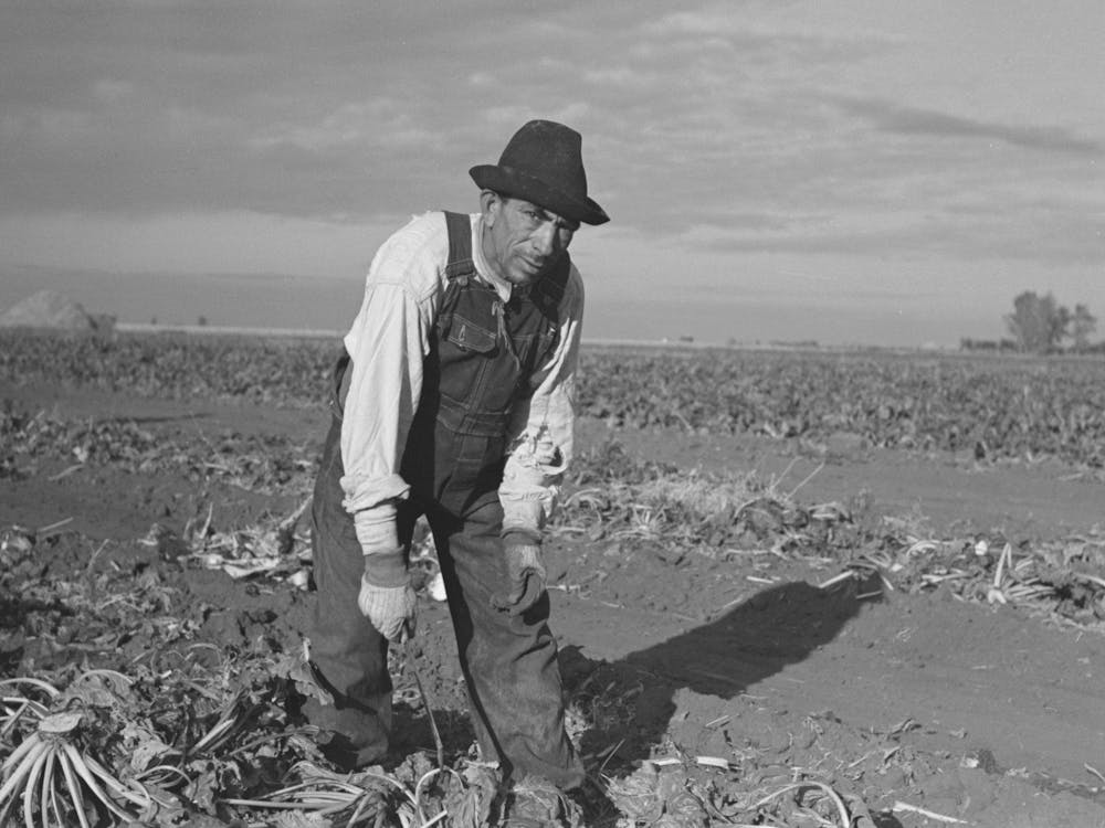 Mexican Sugar Beet Worker, Near Fisher, Minnesota By Russell Lee