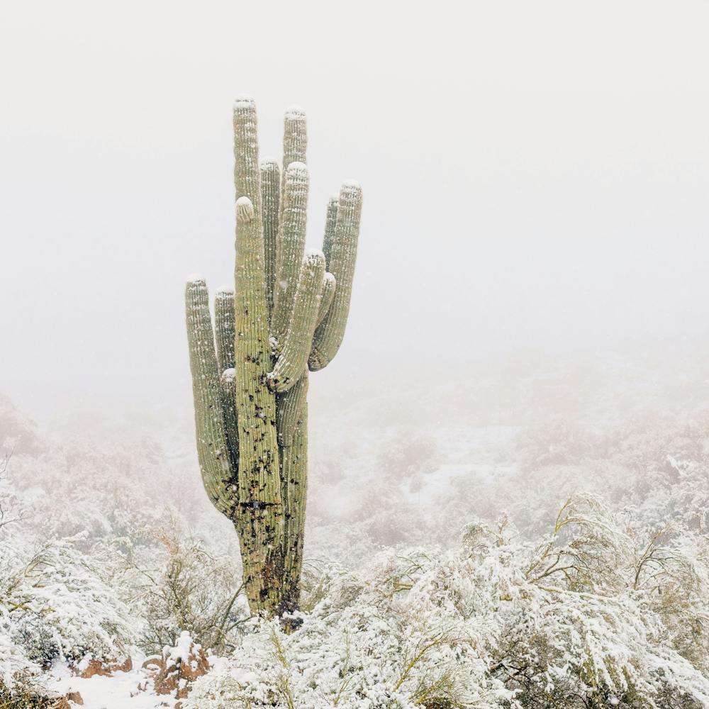 Snowy Desert Scenery
