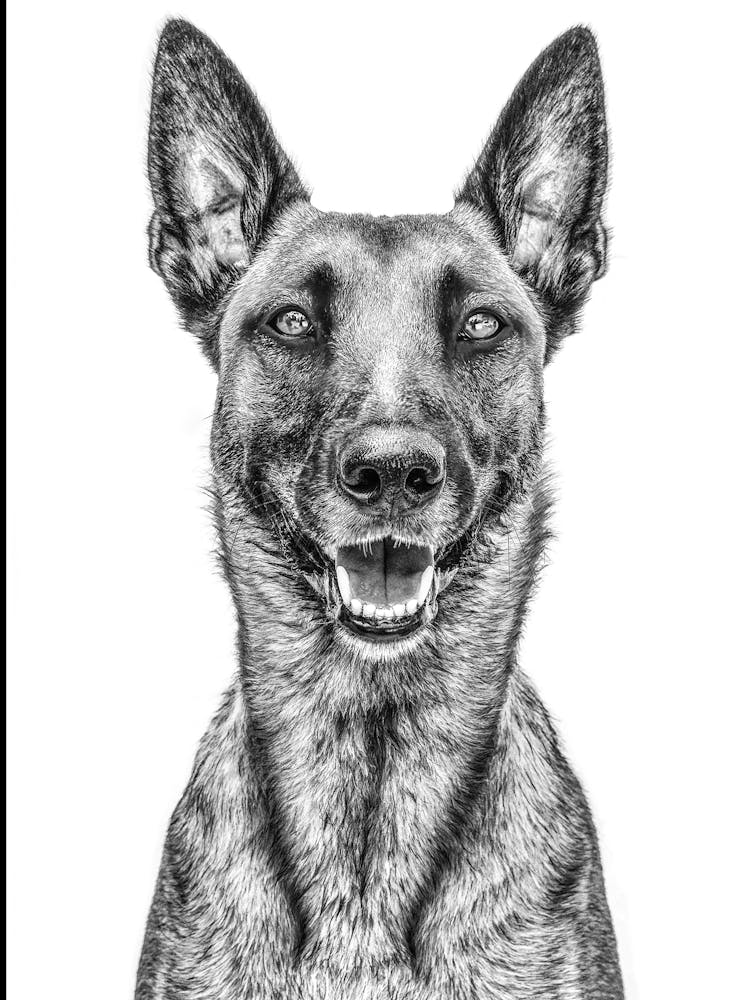 Portrait Of A German Shepherd