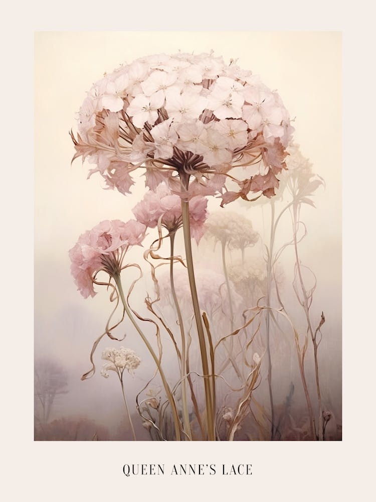Floral Illustration Queen Annes Lace 3 Poster