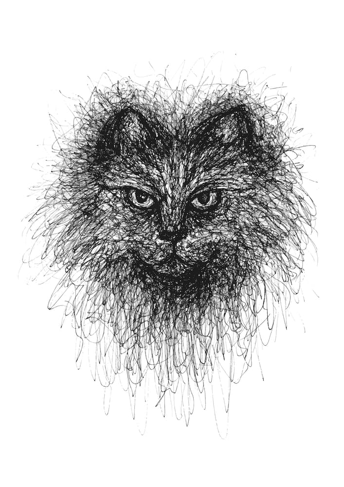 Scribble Cat