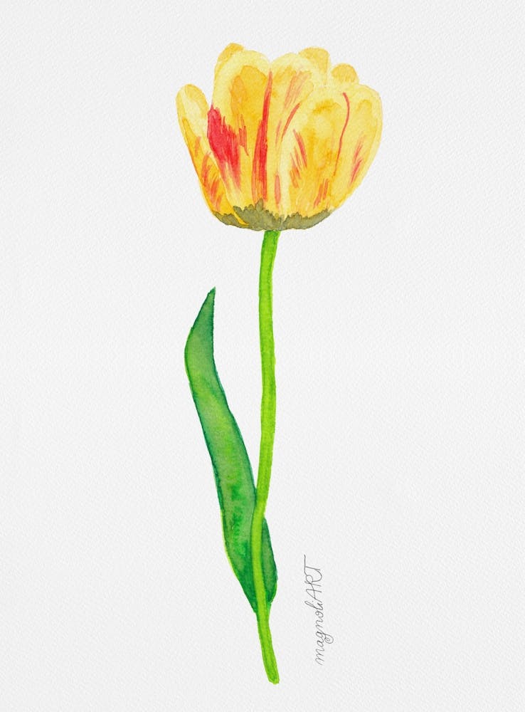 Tulip1