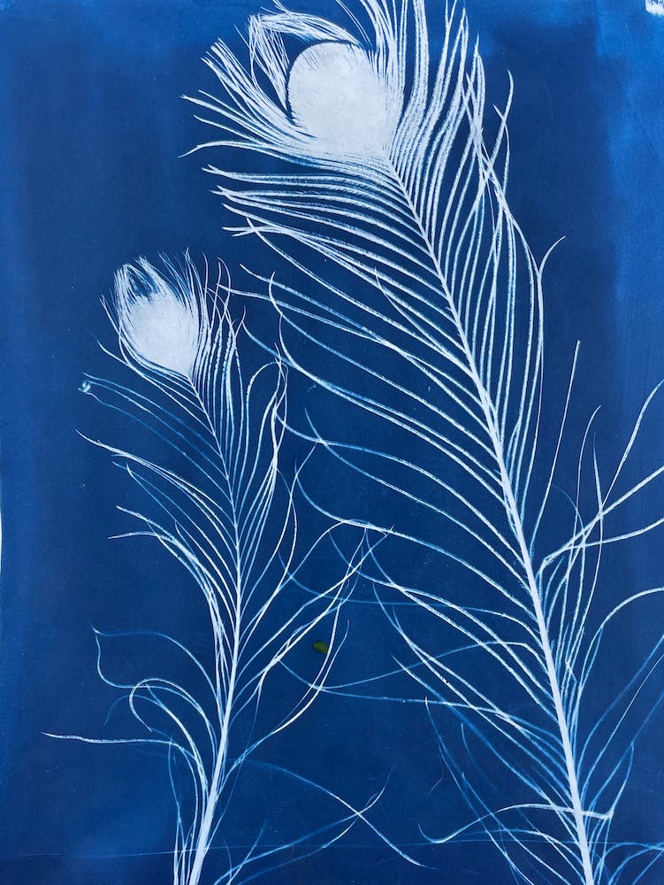 Blue Cyanotype Peacock Feathers 1