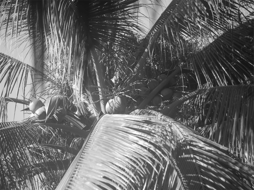 Palm Tree in Black & White