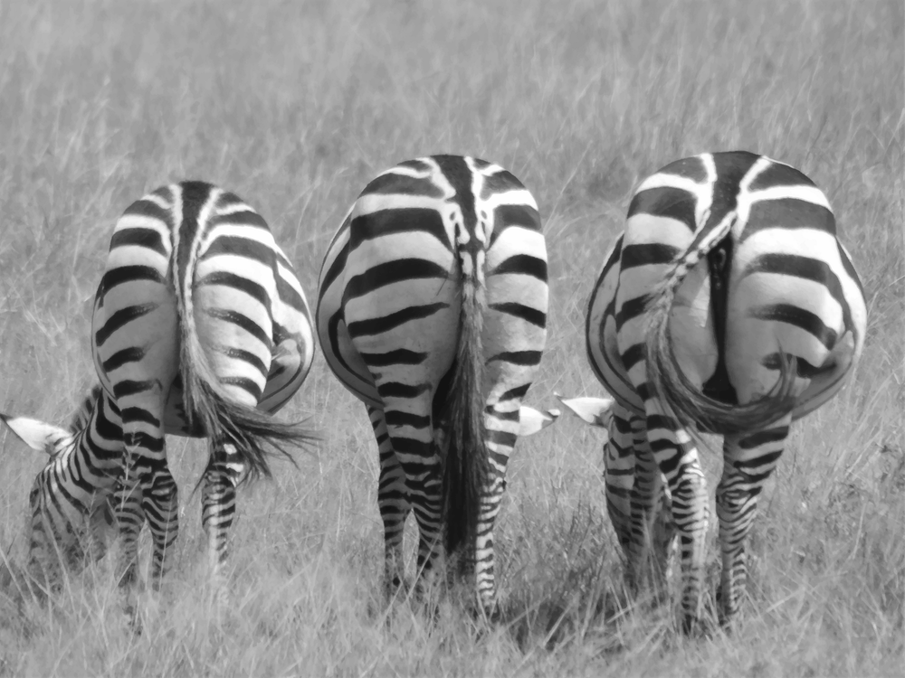 Zebras In The Grass