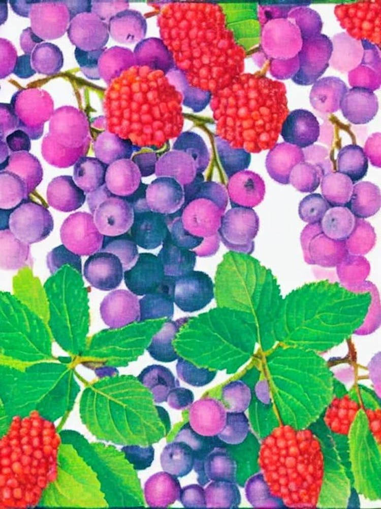 Salal Berry Risograph Retro Poster Fruit