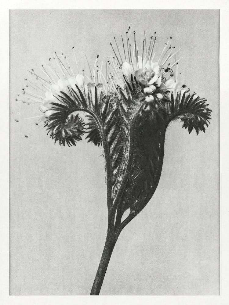 Lacy Phacelia (1928), Karl Blossfeldt