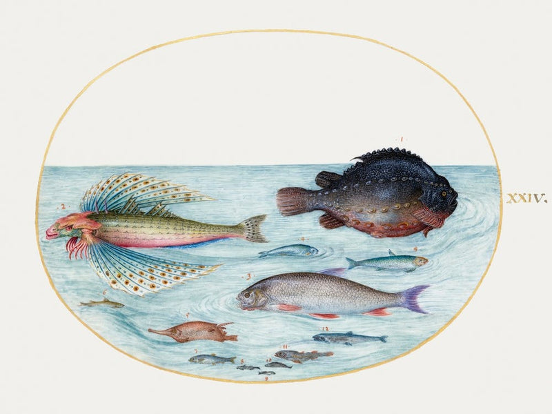 Flying Gurnard, Male Lumpsucker, Longspine Snipefish And Other Fish (1575 1580), Joris Hoefnagel