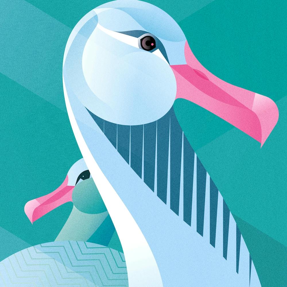 Wandering Albatross  Square