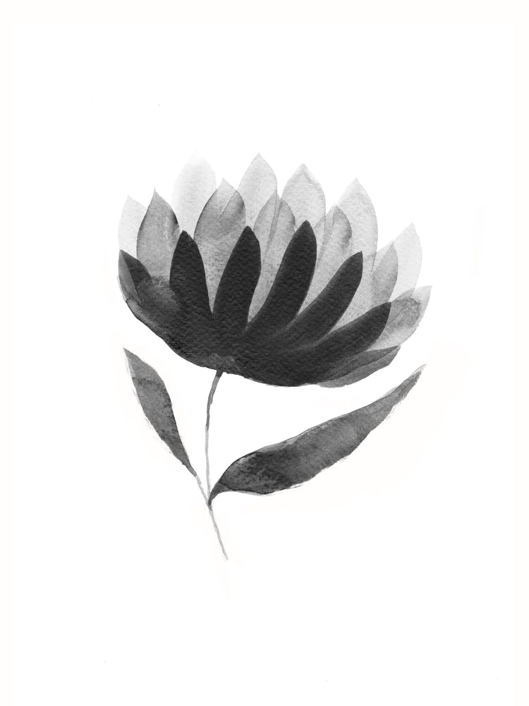 Black And White Rose