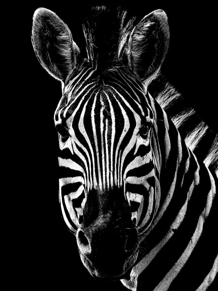 Zebra 2