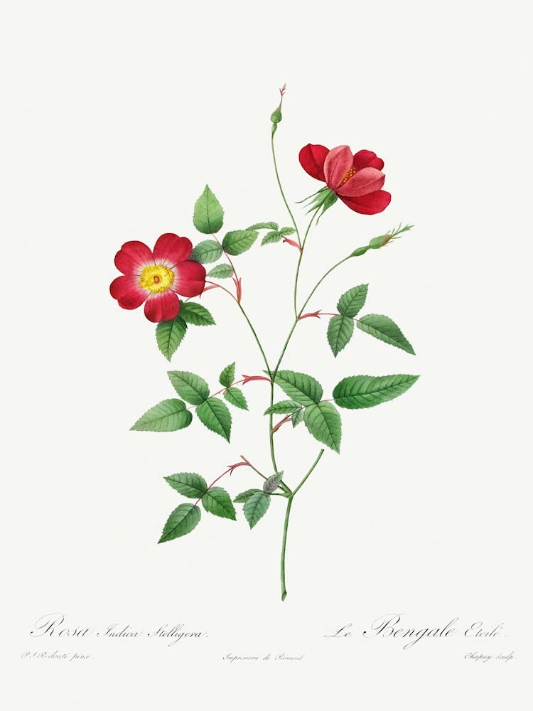Rosa Indica Stelligera (1817–1824), Pierre Joseph Redoute